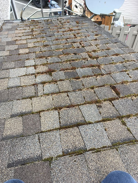 moss removal