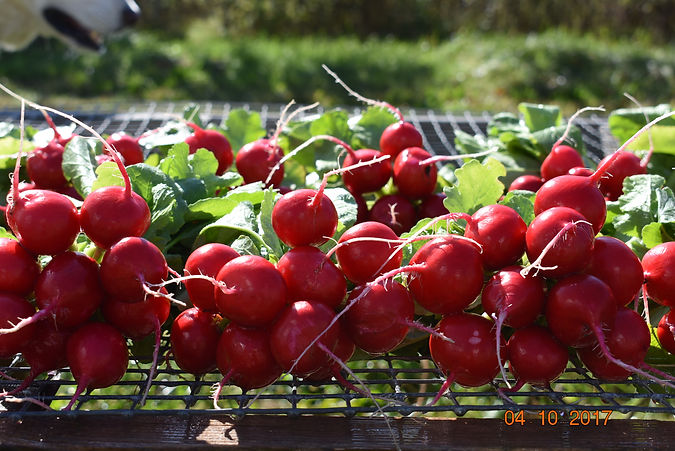 Bunches of Red radishes on a bench after they were hosed off.