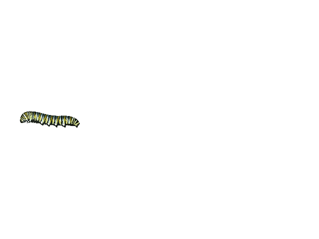 caterpillar.gif