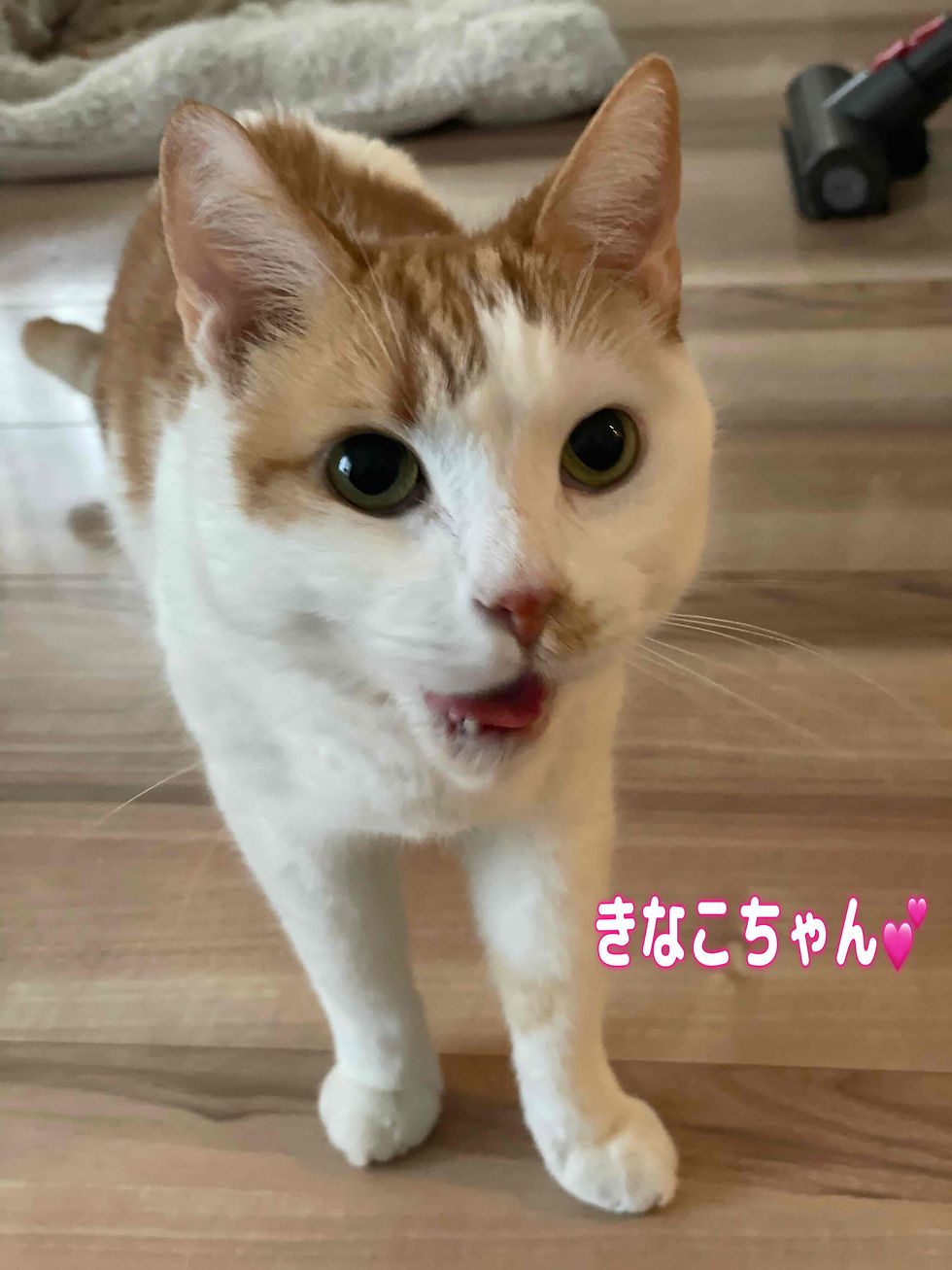 きなこちゃん