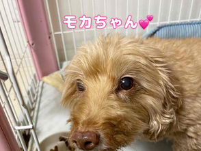 モカちゃん、マロンちゃん