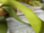 Thumbnail: Linen Look Ribbon