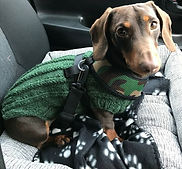 prima dogga 5.jpg