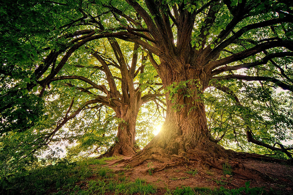 deux arbres avec le soleil derrière