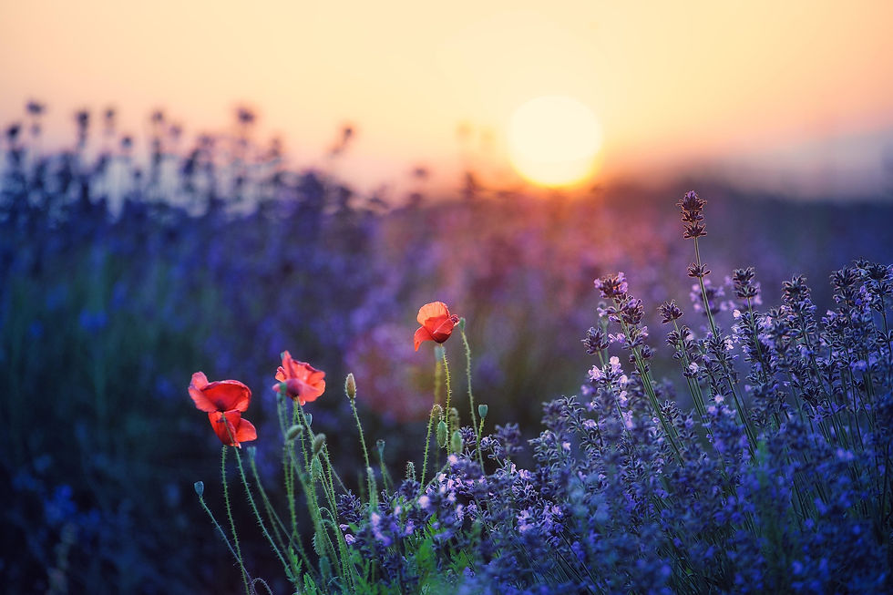 sunset-8545419_1920.jpg