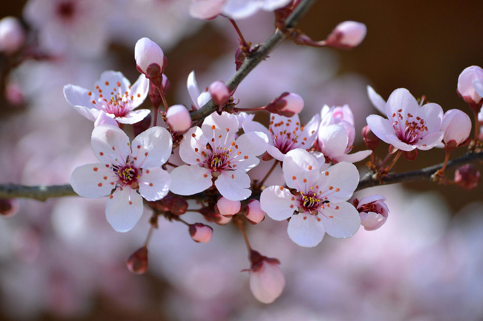 Fleurs de Bach personnalisées pour accompagner un retour à soi