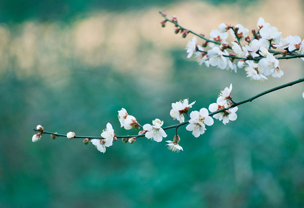 une branche de fleurs blanches