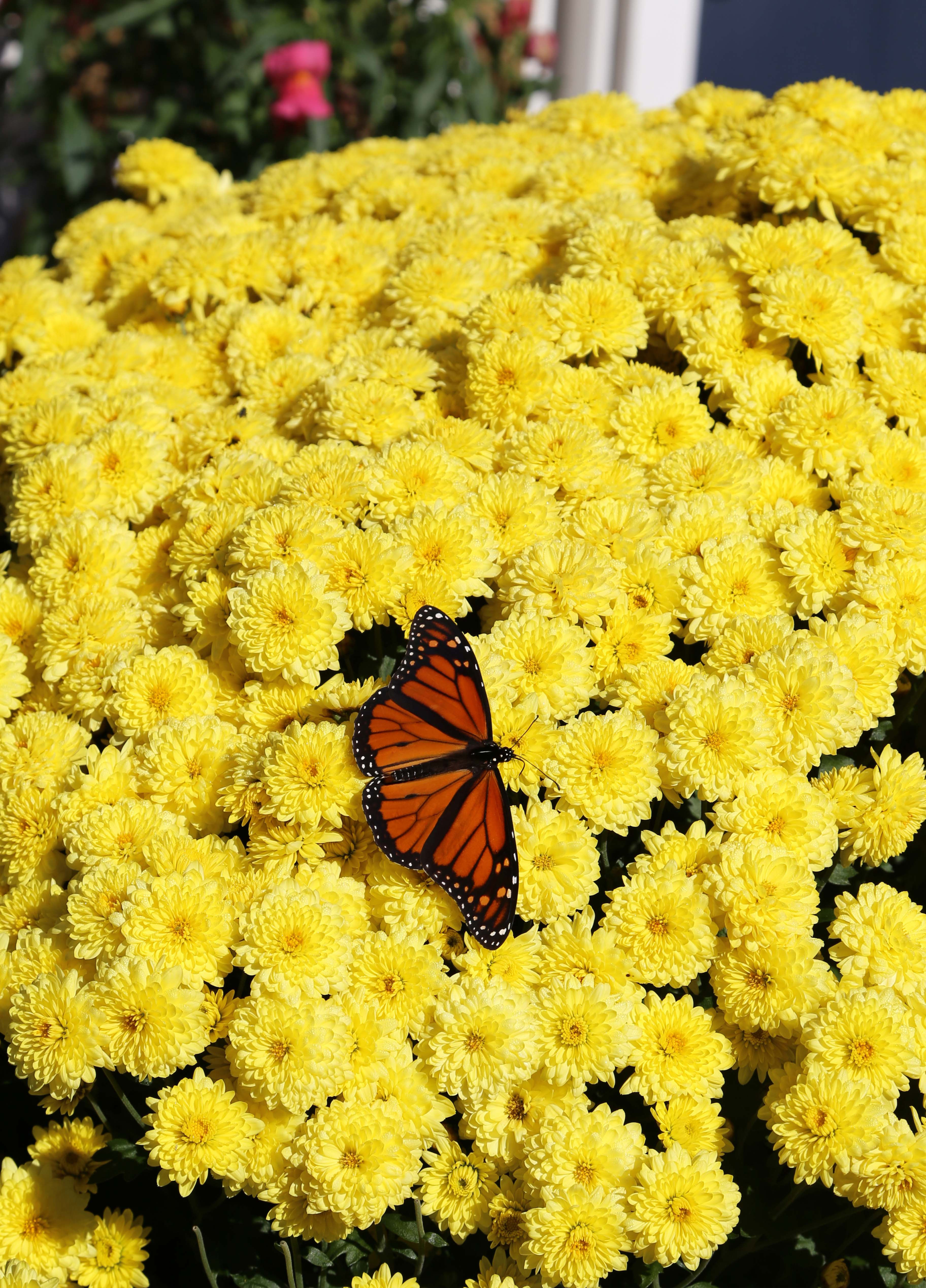 Pair of Mums (Add-On)