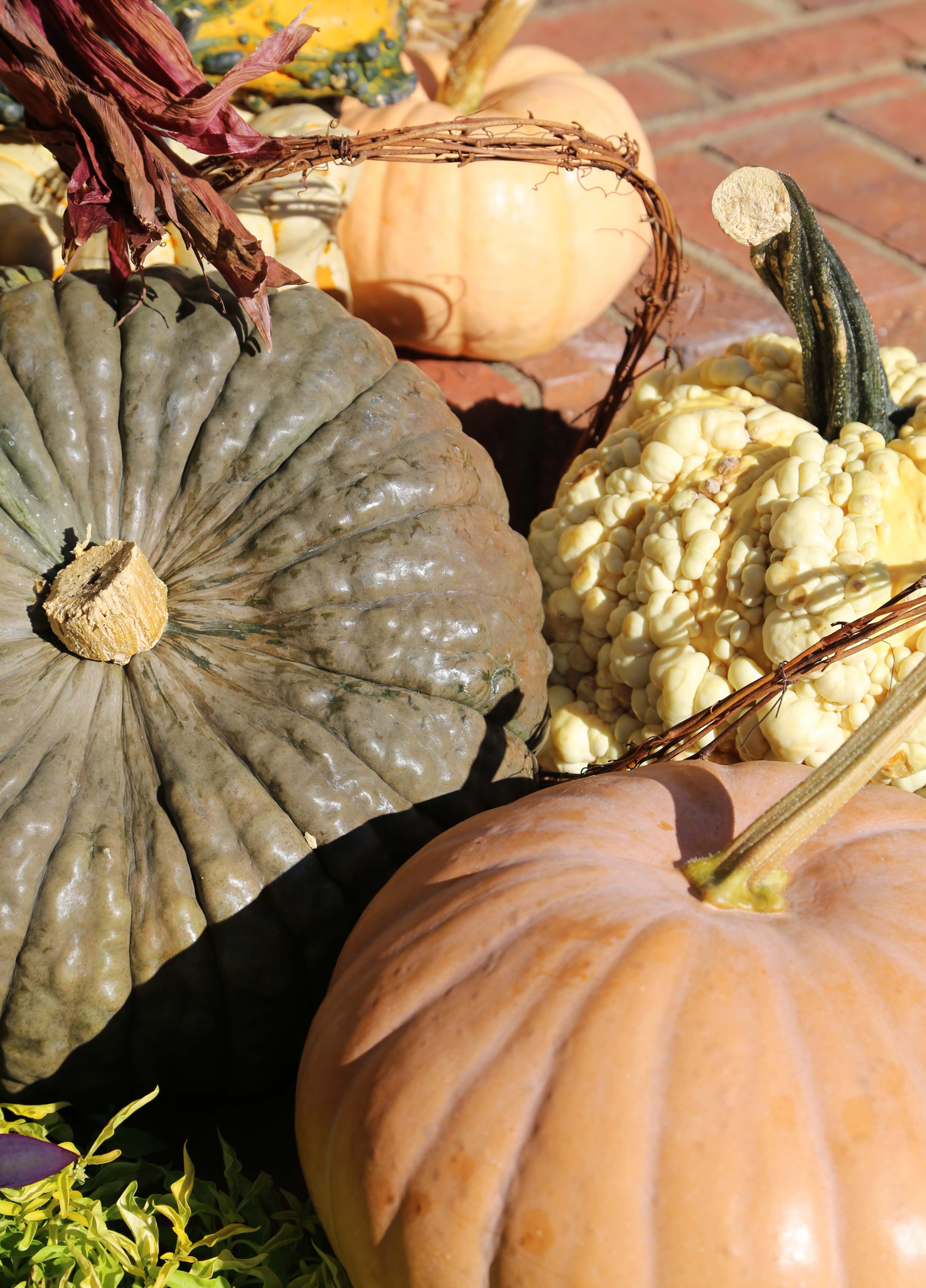 Specialty Pumpkin Bundle (Add-On)