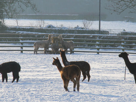January 2020 Newsletter | Snowy Days
