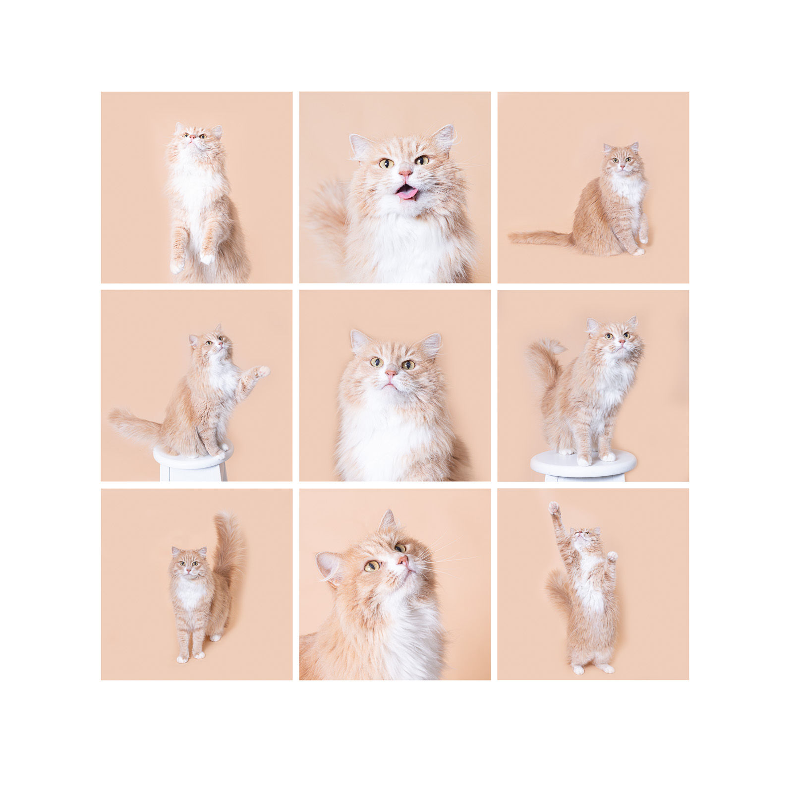 PET Cats Studio Session