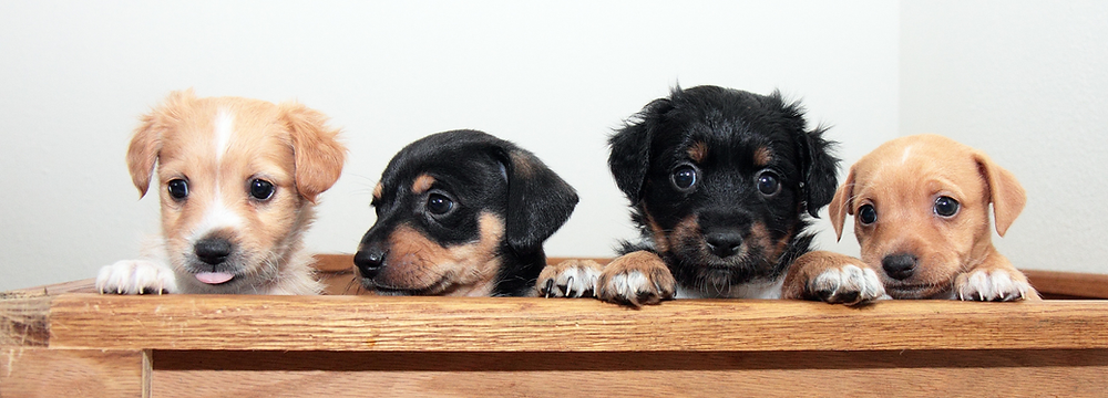 süsse Hundewelpen