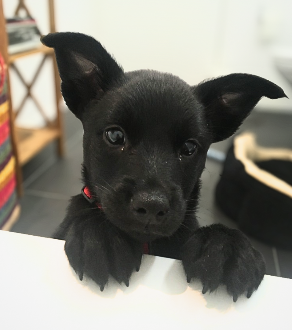 Hundewelpen der Bindung sucht