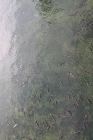 2014-04 Ausflug Schaffhausen (117).JPG