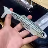 Thumbnail: 7.5 Inch Epic PreyBait Hand Injection Mold