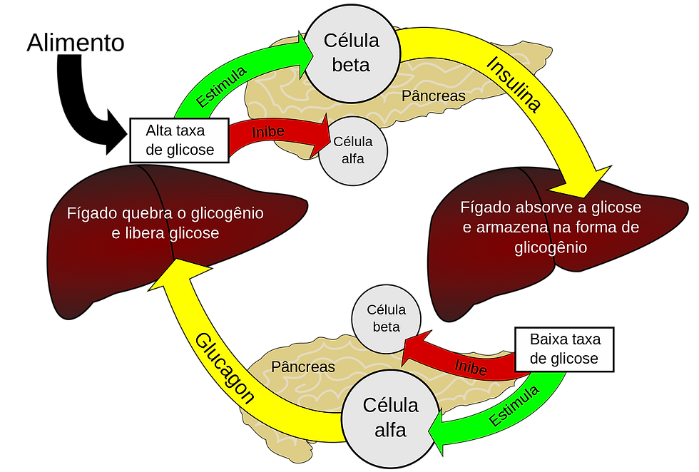 Regulação da glicemia pelos hormônios glucagon e insulina.