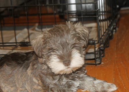 Taffy1-7wks.gif