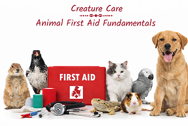 Promotional graphic featuring animals related to first aid