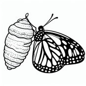 גולם של פרפר