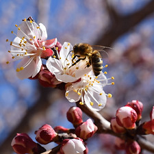 Bee_apricot.jpg