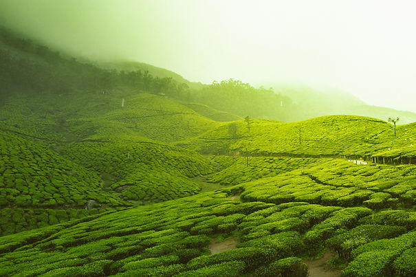 vivek-kumar-JS_ohjocm00-unsplash.jpg