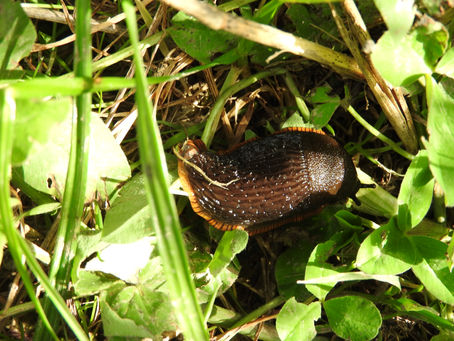 The Large Red Slug