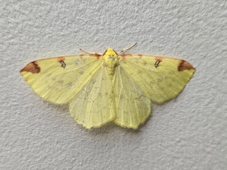 The Visit Of The Brimstone Moth