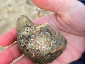 Three Ways To Identify Your Nature Finds