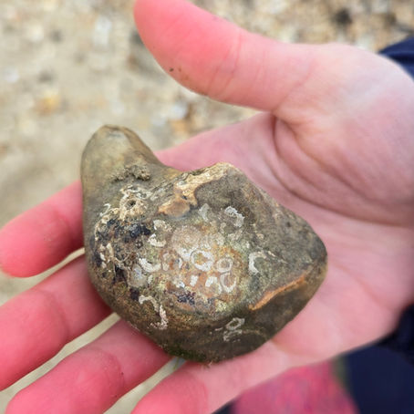 Three Ways To Identify Your Nature Finds