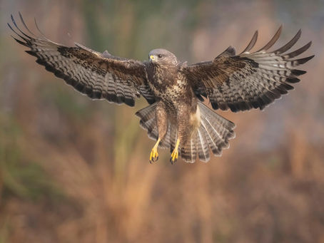 The Amazing Buzzard