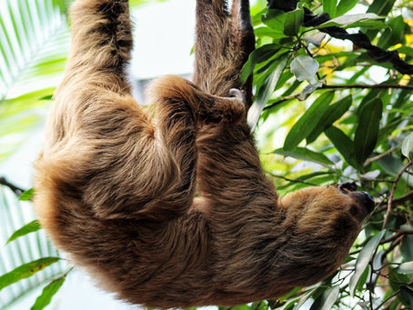Super Sloth Facts