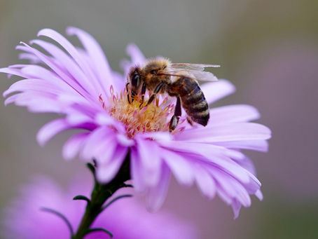 5 Plants That Will Get Bees To Come To Your Garden