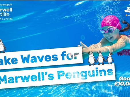 Raising Money For Penguins