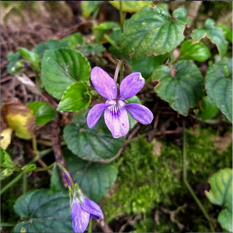Dog Violet Folklore