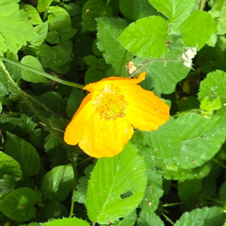 Walk Around WellesleyWoodland