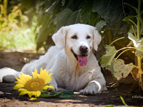 Focení ve slunečnicích...