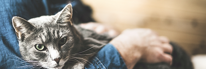 Man Holding Cat_edited_edited.png