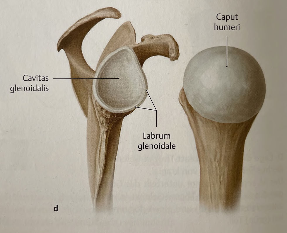 Das Labrum Glenoidale ist ein Faserknorpelring rund um die Gelenkspfanne am Schulterblatt (Glenoid). Die knöcherne Gelenkspfanne steht in einem 1:4 Missmatch zum Oberarmkopf. Das bedeutet, dass der Oberarmkopf 4x so groß ist wie die Gelenkspfanne. Daher kommt auch die große Bewegungsfreiheit in der Schulter, aber eben auch eine sehr niedrige Stabilität.