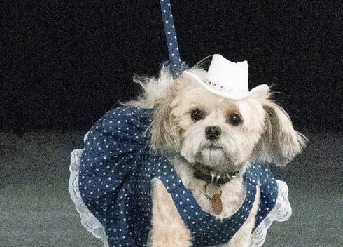 vêtements petits chien