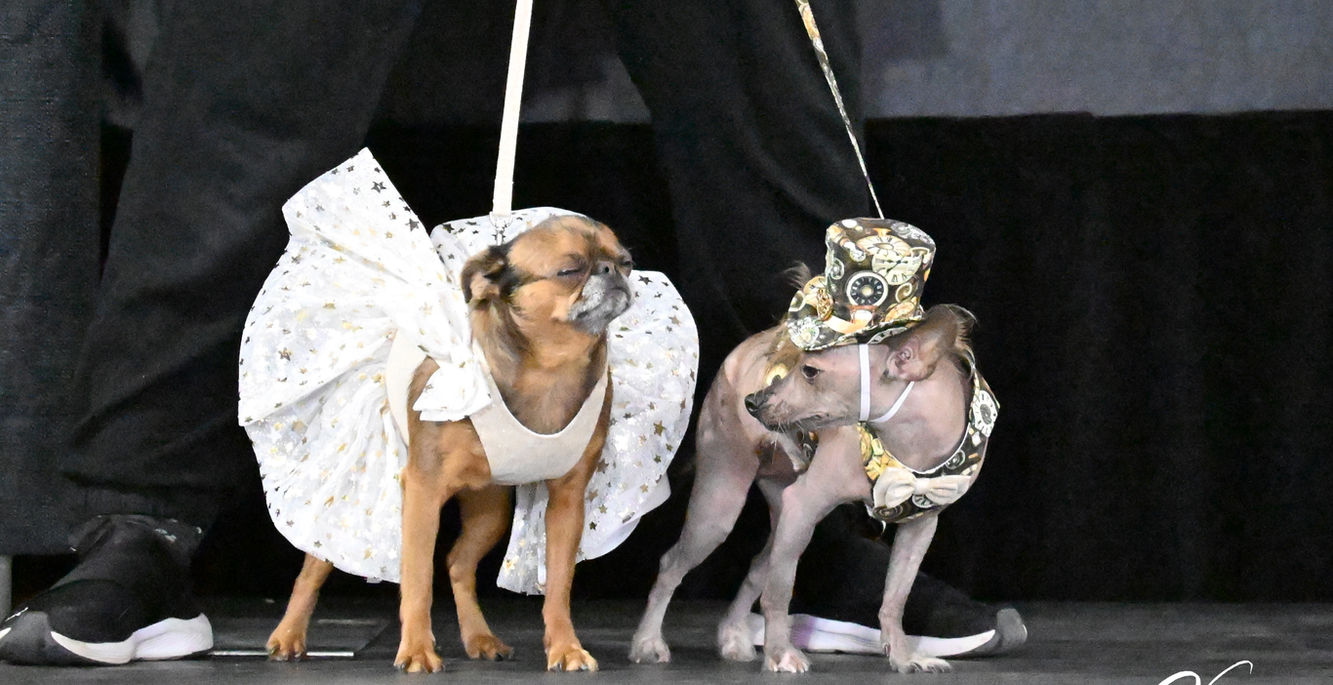vêtement mariage chien