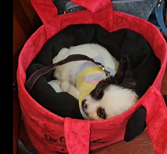 Puppy bag Framboise.png
