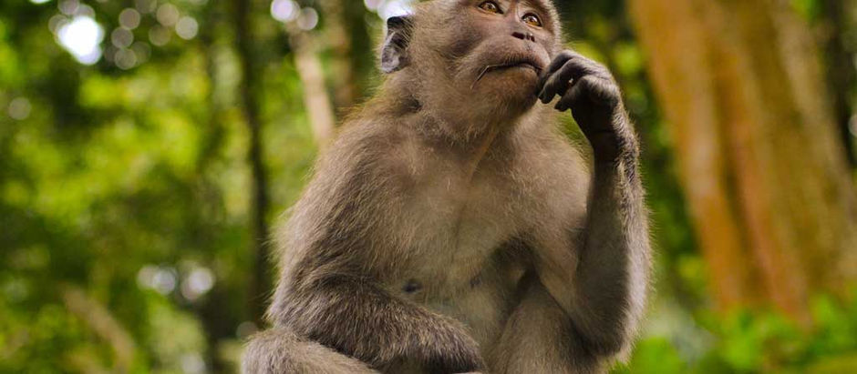 What Do You Think About What You Think About?