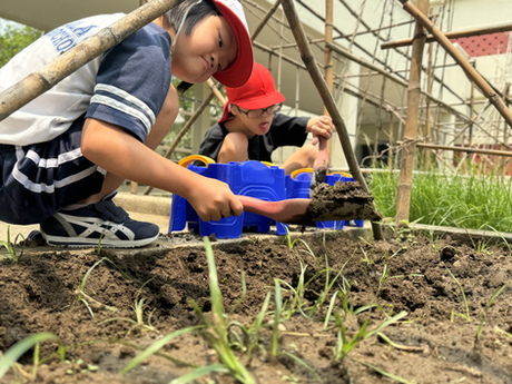 生活単元学習「やさいをそだてよう」