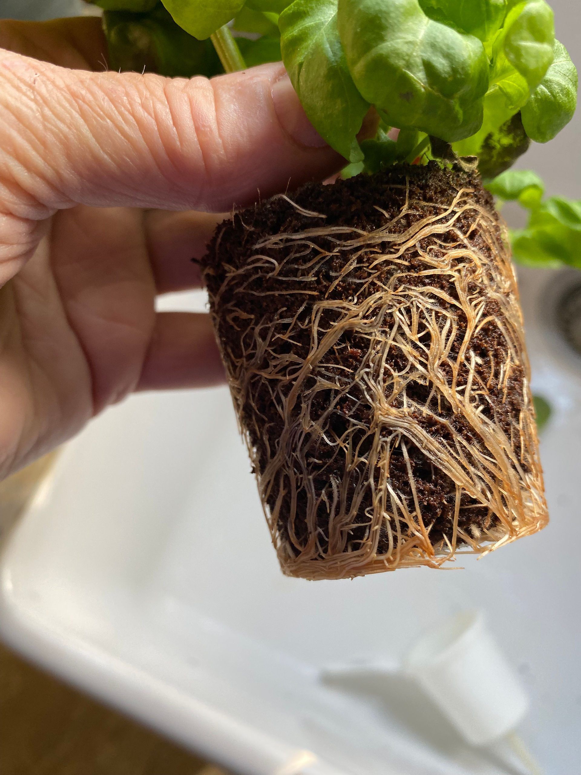 Roots quite compact 