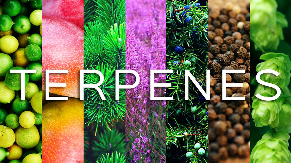 Cannabis Terpenes