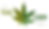 a marijuana leaf with two different colors of green to show the split between CBD and THC and how they work together to form one singular leaf.