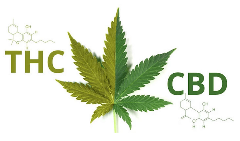 a marijuana leaf with two different colors of green to show the split between CBD and THC and how they work together to form one singular leaf.