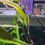 Thumbnail: Hygro Willow (hygrophila angustifolia)