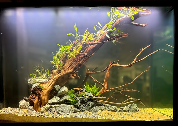 Lisa’s tank