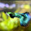 Thumbnail: Green Dumbo Mosaic Half-moon Big Dorsal Guppy